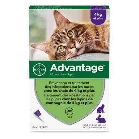 La Sante Des Chachous De Chacha Choisiroffrir Com